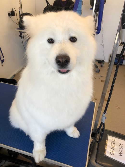 A Samoyed's paws and the edge of the blue grooming table in the salon
